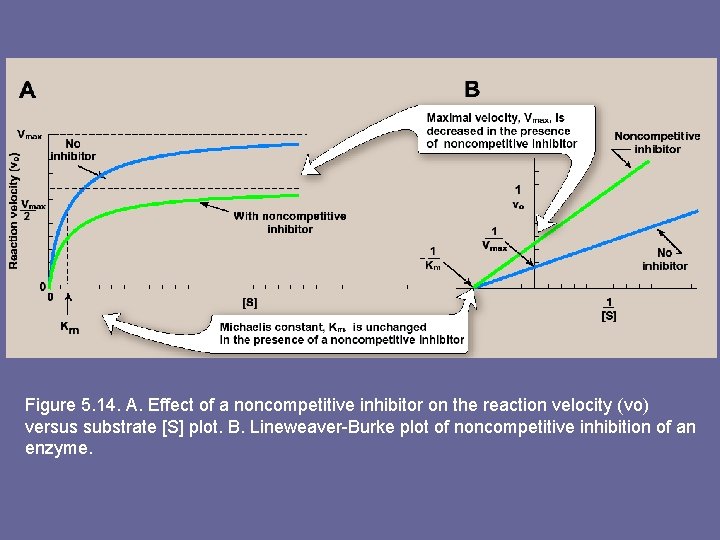 Figure 5. 14. A. Effect of a noncompetitive inhibitor on the reaction velocity (vo)
