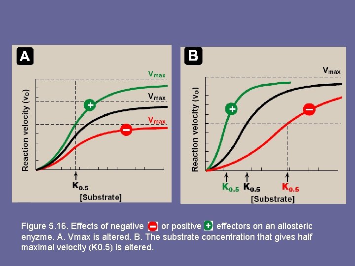 Figure 5. 16. Effects of negative or positive effectors on an allosteric enyzme. A.