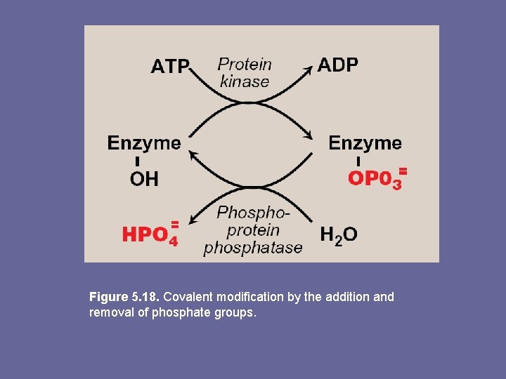 Figure 5. 18. Covalent modification by the addition and removal of phosphate groups. 