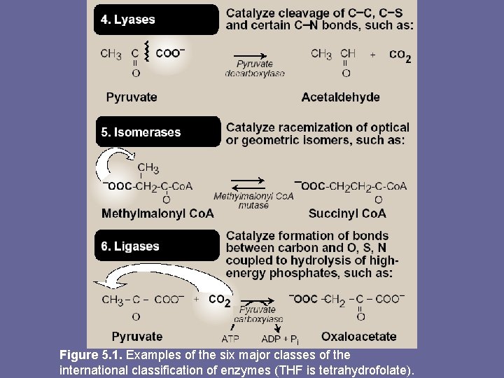 Figure 5. 1. Examples of the six major classes of the international classification of