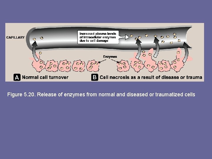 Figure 5. 20. Release of enzymes from normal and diseased or traumatized cells 