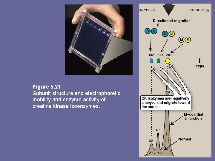 Figure 5. 21 Subunit structure and electrophoretic mobility and enzyme activity of creatine kinase