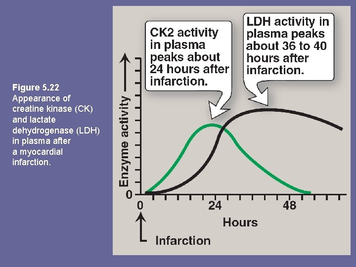 Figure 5. 22 Appearance of creatine kinase (CK) and lactate dehydrogenase (LDH) in plasma