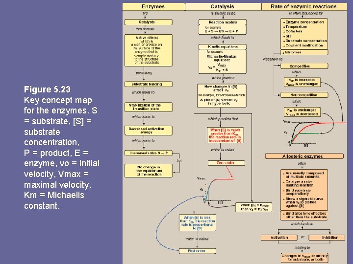 Figure 5. 23 Key concept map for the enzymes. S = substrate, [S] =