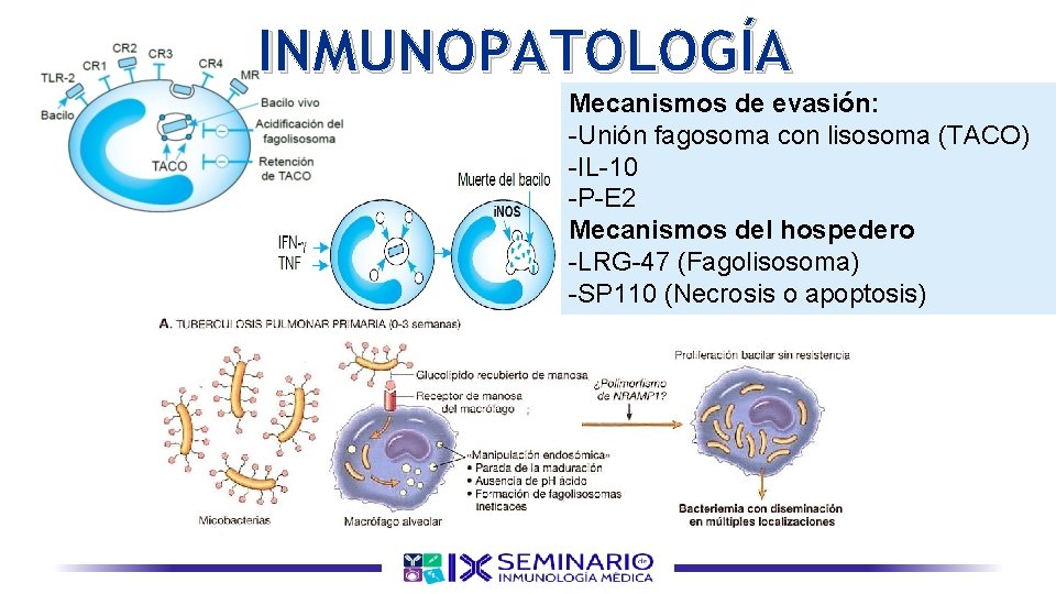 INMUNOPATOLOGÍA Mecanismos de evasión: -Unión fagosoma con lisosoma (TACO) -IL-10 -P-E 2 Mecanismos del