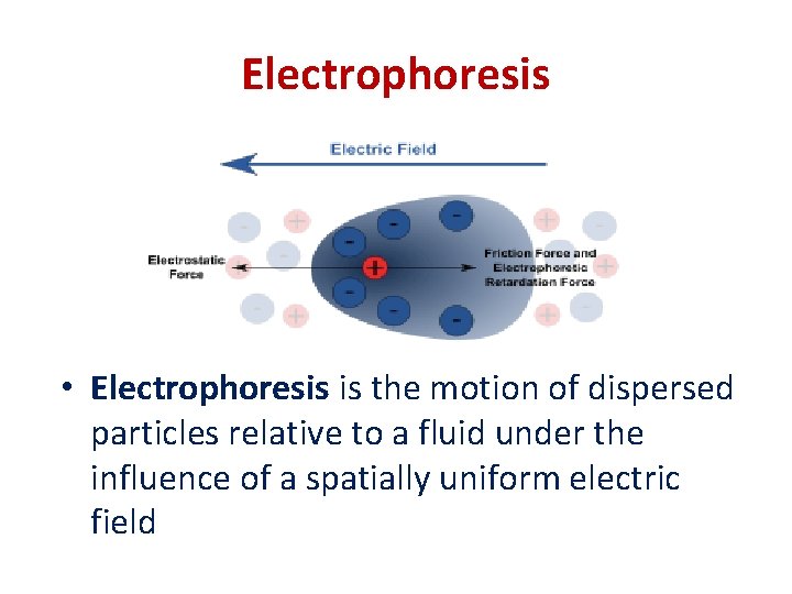 Electrophoresis • Electrophoresis is the motion of dispersed particles relative to a fluid under