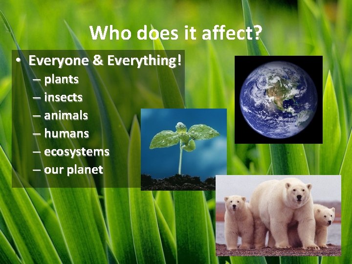 Who does it affect? • Everyone & Everything! – plants – insects – animals