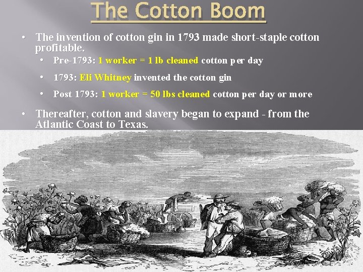 The Cotton Boom • The invention of cotton gin in 1793 made short-staple cotton