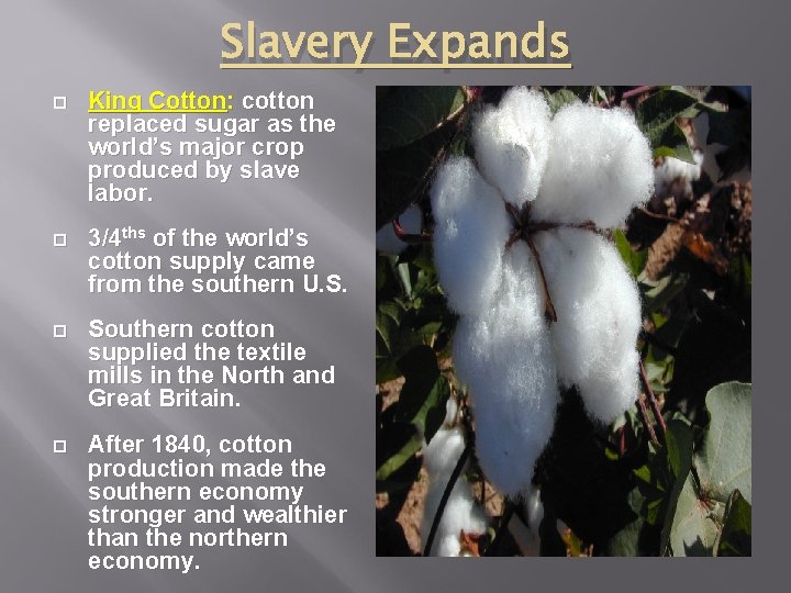 Slavery Expands King Cotton: cotton replaced sugar as the world’s major crop produced by