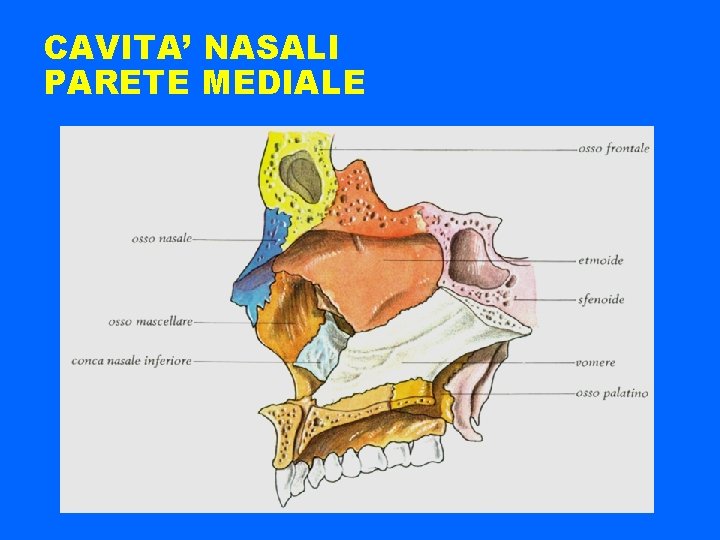CAVITA’ NASALI PARETE MEDIALE 
