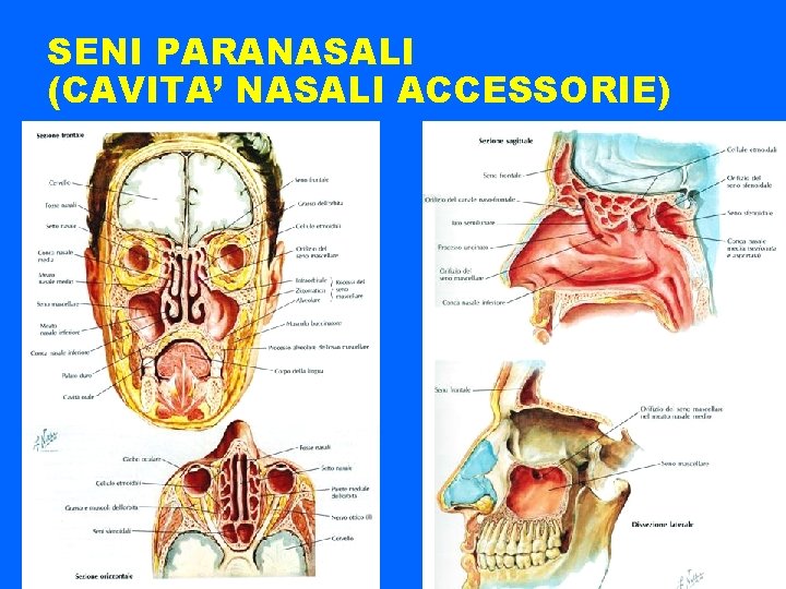 SENI PARANASALI (CAVITA’ NASALI ACCESSORIE) 