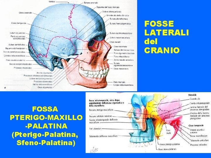 FOSSE LATERALI del CRANIO FOSSA PTERIGO-MAXILLO -PALATINA (Pterigo-Palatina, Sfeno-Palatina) 