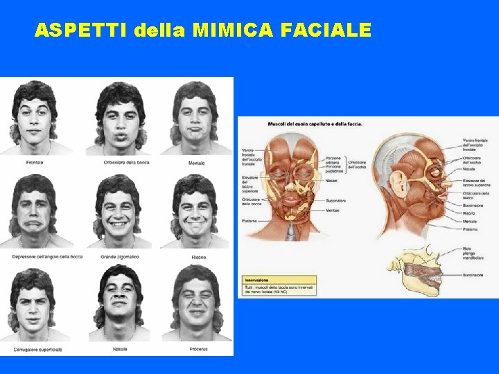 ASPETTI della MIMICA FACIALE 