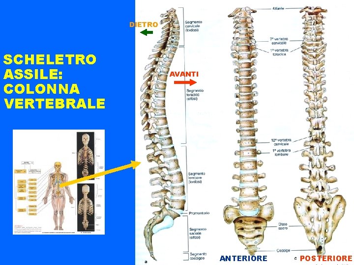 DIETRO SCHELETRO ASSILE: COLONNA VERTEBRALE AVANTI ANTERIORE POSTERIORE 