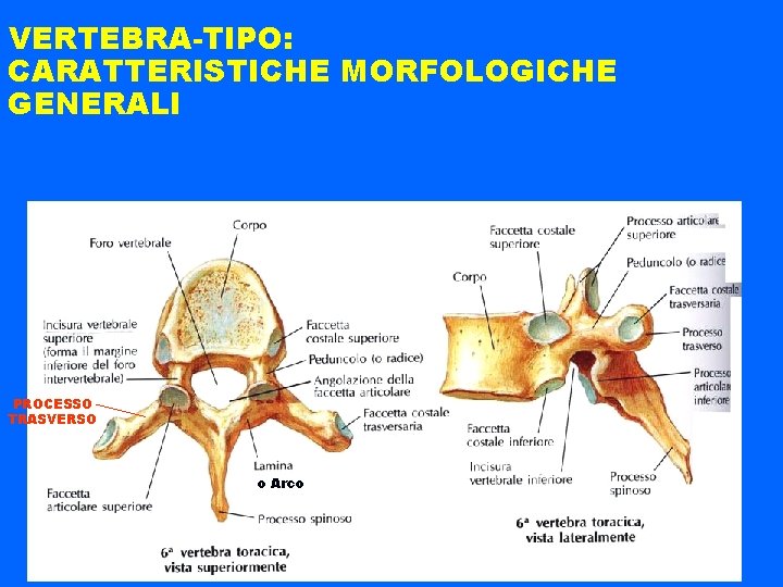 VERTEBRA-TIPO: CARATTERISTICHE MORFOLOGICHE GENERALI PROCESSO TRASVERSO o Arco 