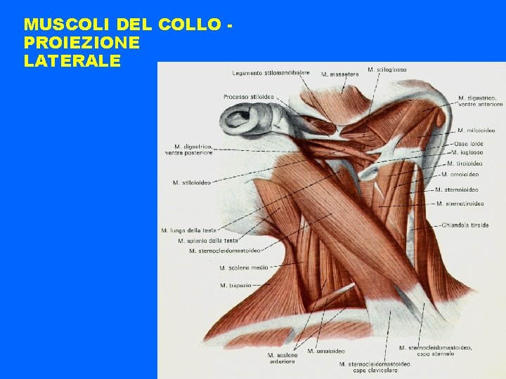 MUSCOLI DEL COLLO PROIEZIONE LATERALE 