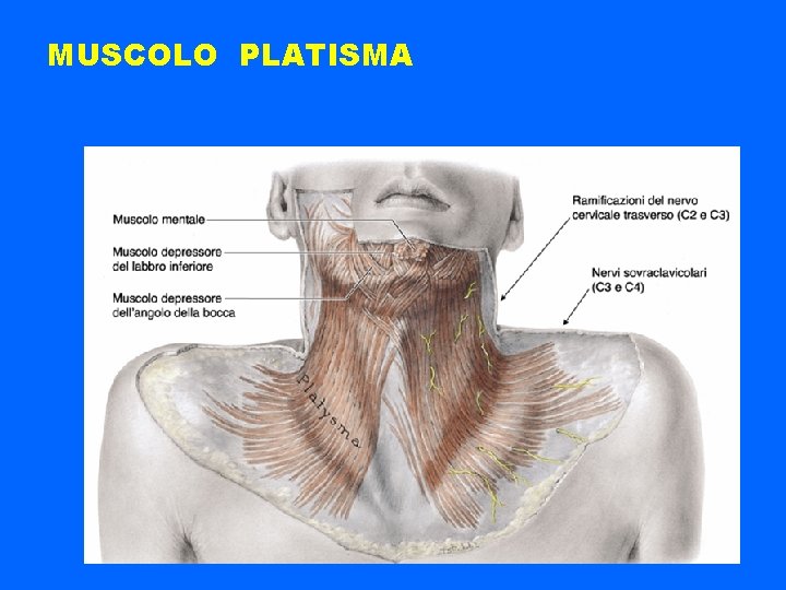 MUSCOLO PLATISMA 