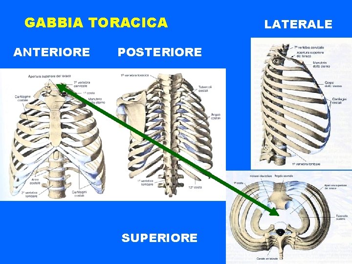 GABBIA TORACICA ANTERIORE POSTERIORE SUPERIORE LATERALE 