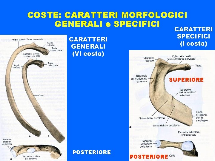 COSTE: CARATTERI MORFOLOGICI GENERALI e SPECIFICI CARATTERI SPECIFICI (I costa) CARATTERI GENERALI (VI costa)