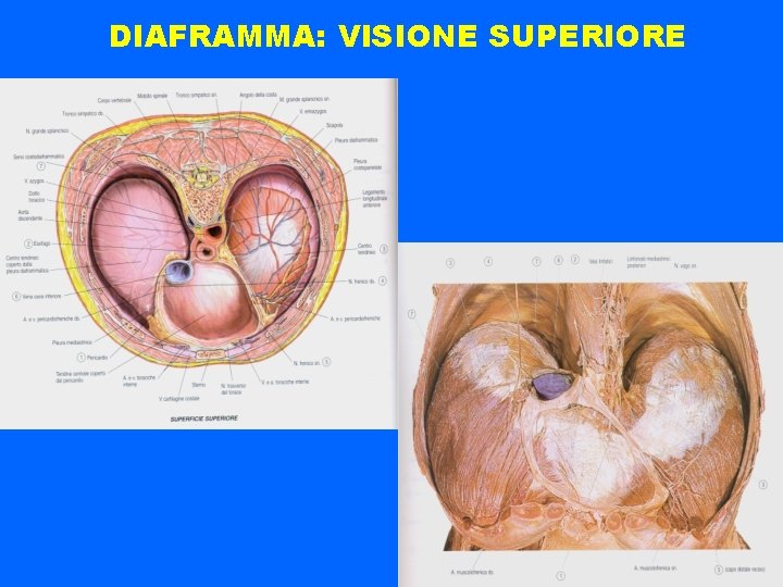 DIAFRAMMA: VISIONE SUPERIORE 