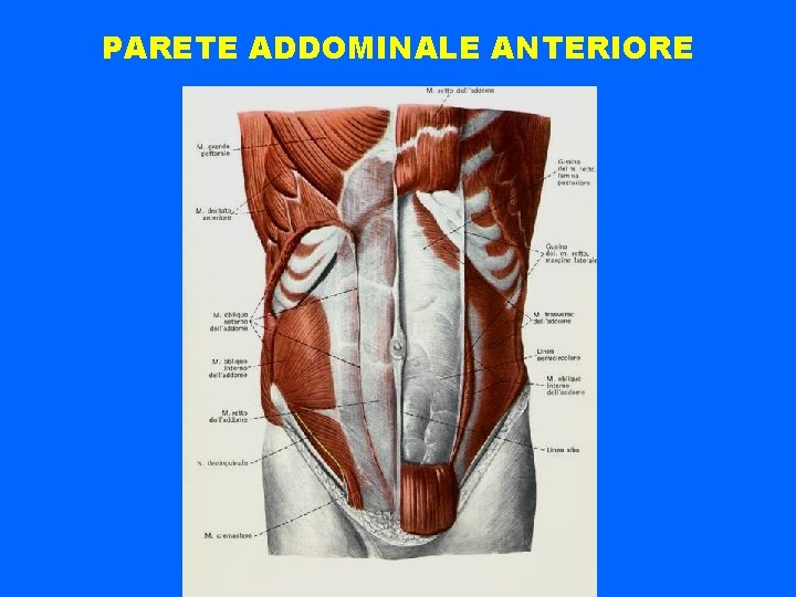 PARETE ADDOMINALE ANTERIORE 