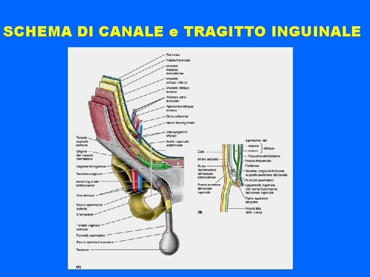 SCHEMA DI CANALE e TRAGITTO INGUINALE 