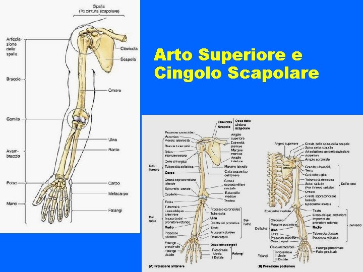 Arto Superiore e Cingolo Scapolare 
