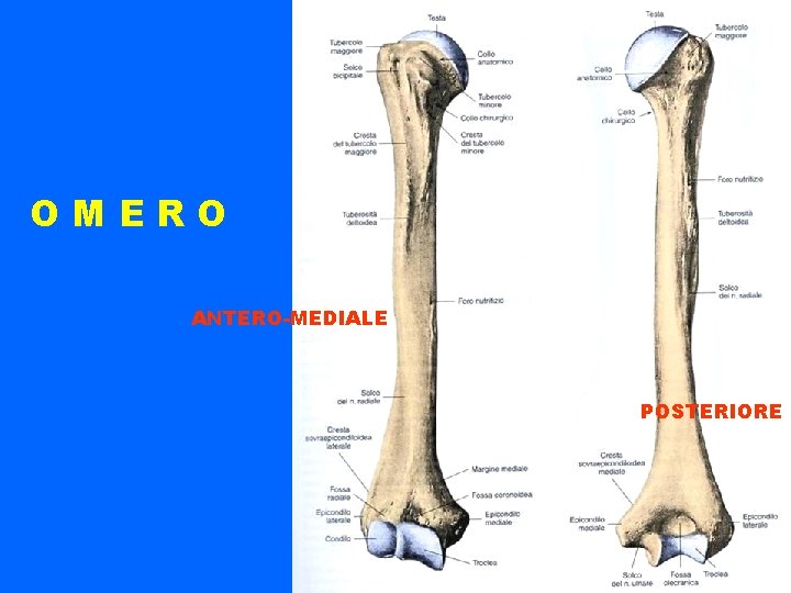 OMERO ANTERO-MEDIALE POSTERIORE 