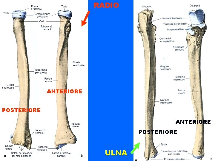 RADIO ANTERIORE POSTERIORE ULNA 