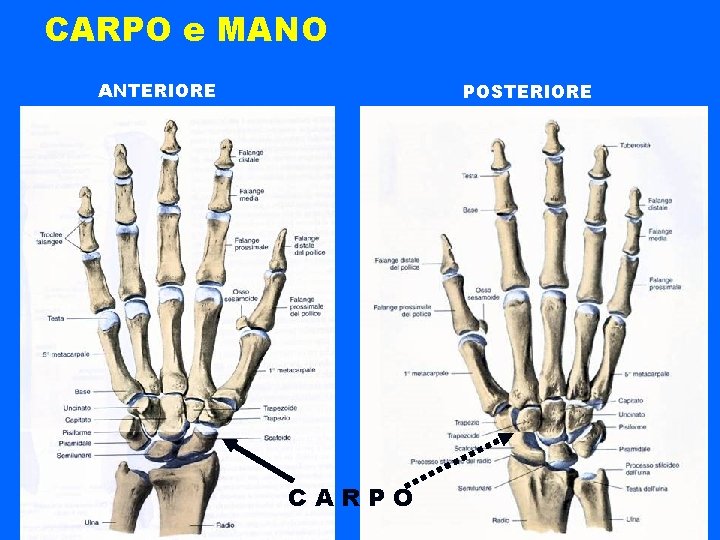 CARPO e MANO ANTERIORE POSTERIORE CARPO 