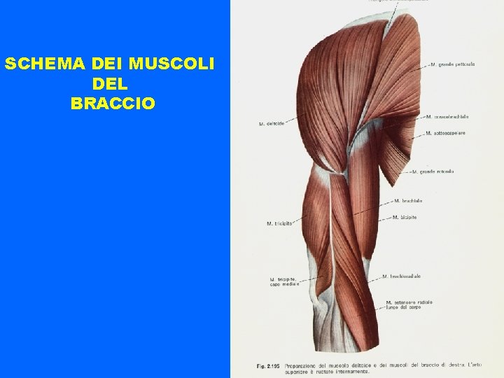 SCHEMA DEI MUSCOLI DEL BRACCIO 