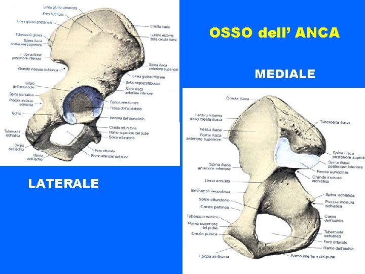 OSSO dell’ ANCA MEDIALE LATERALE 
