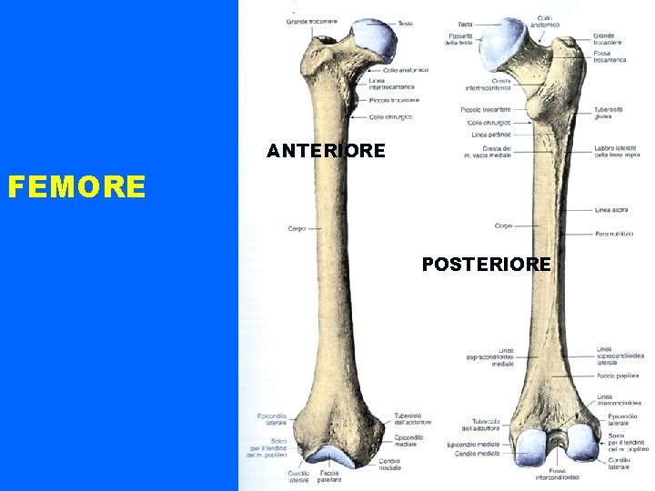 ANTERIORE FEMORE POSTERIORE 