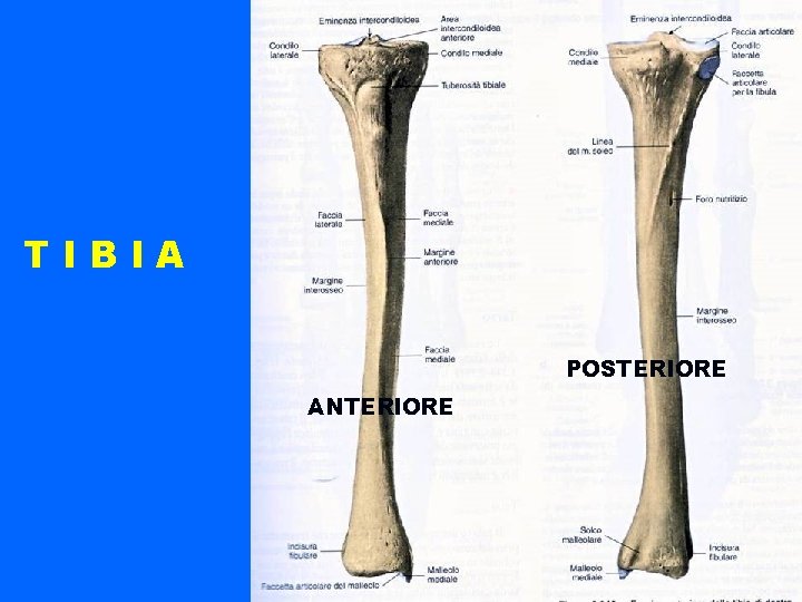 TIBIA POSTERIORE ANTERIORE 