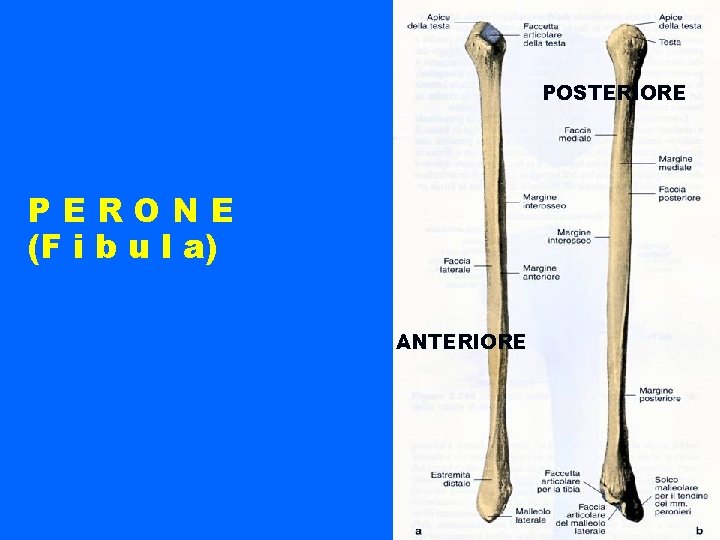 POSTERIORE PERONE (F i b u l a) ANTERIORE 