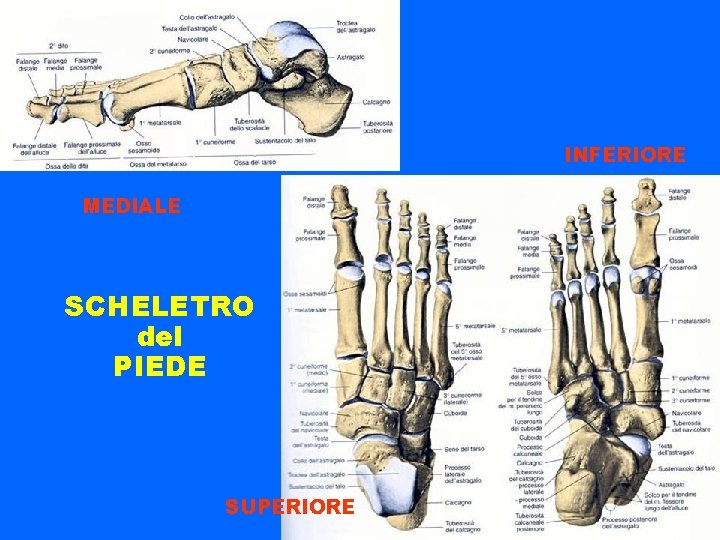 INFERIORE MEDIALE SCHELETRO del PIEDE SUPERIORE 