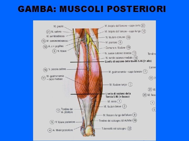 GAMBA: MUSCOLI POSTERIORI 
