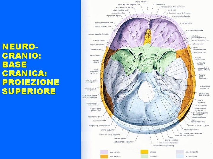 NEUROCRANIO: BASE CRANICA: PROIEZIONE SUPERIORE 