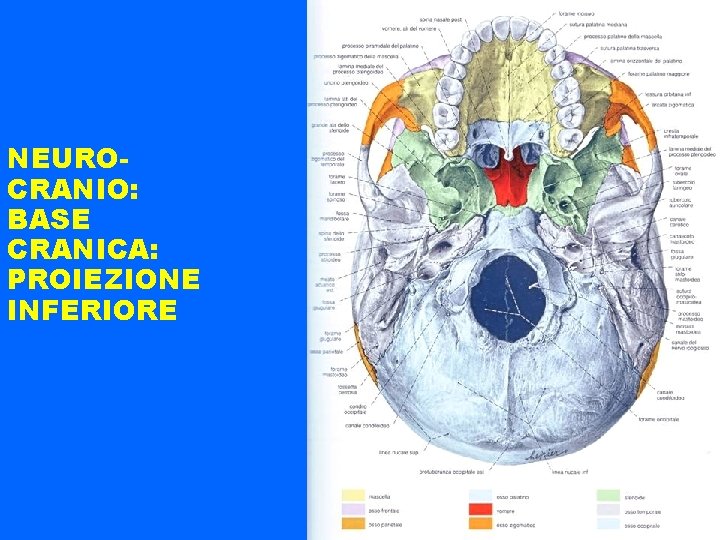 NEUROCRANIO: BASE CRANICA: PROIEZIONE INFERIORE 