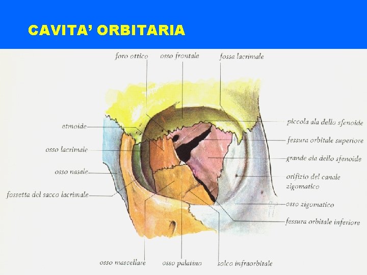 CAVITA’ ORBITARIA 