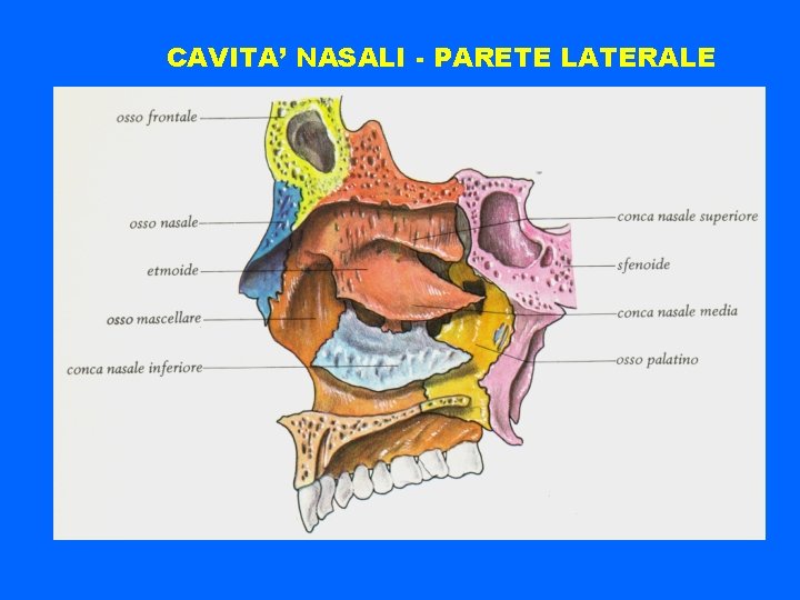 CAVITA’ NASALI - PARETE LATERALE 
