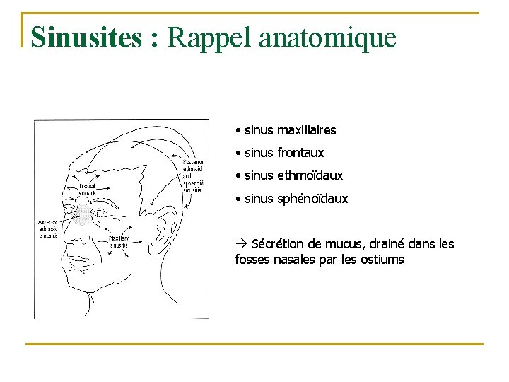 Sinusites : Rappel anatomique • sinus maxillaires • sinus frontaux • sinus ethmoïdaux • Sinusites : Rappel anatomique • sinus maxillaires • sinus frontaux • sinus ethmoïdaux •