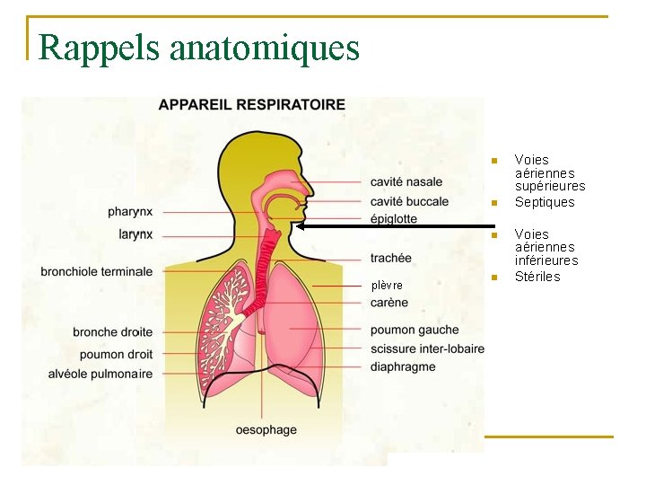 Rappels anatomiques n n n plèvre n Voies aériennes supérieures Septiques Voies aériennes inférieures Rappels anatomiques n n n plèvre n Voies aériennes supérieures Septiques Voies aériennes inférieures