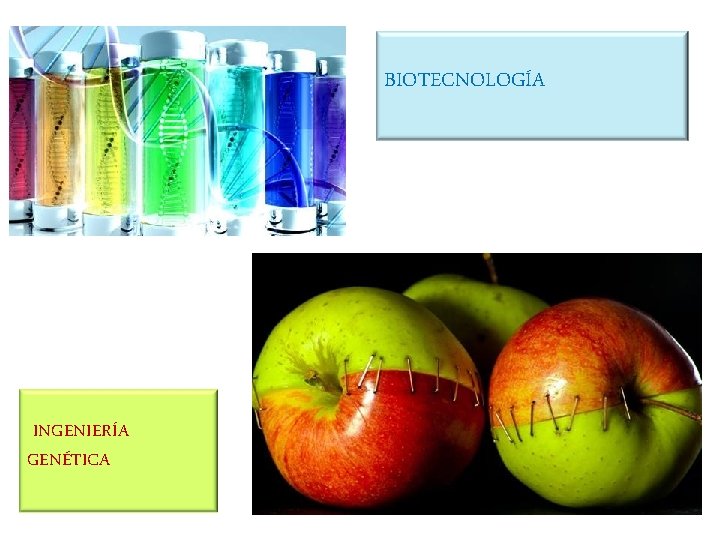 BIOTECNOLOGÍA INGENIERÍA GENÉTICA 