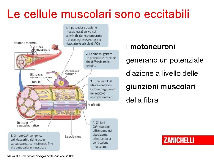 Le cellule muscolari sono eccitabili I motoneuroni generano un potenziale d’azione a livello delle