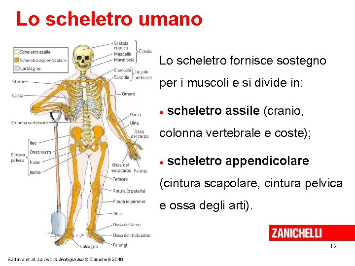 Lo scheletro umano Lo scheletro fornisce sostegno per i muscoli e si divide in: