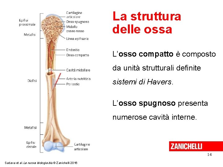 La struttura delle ossa L’osso compatto è composto da unità strutturali definite sistemi di