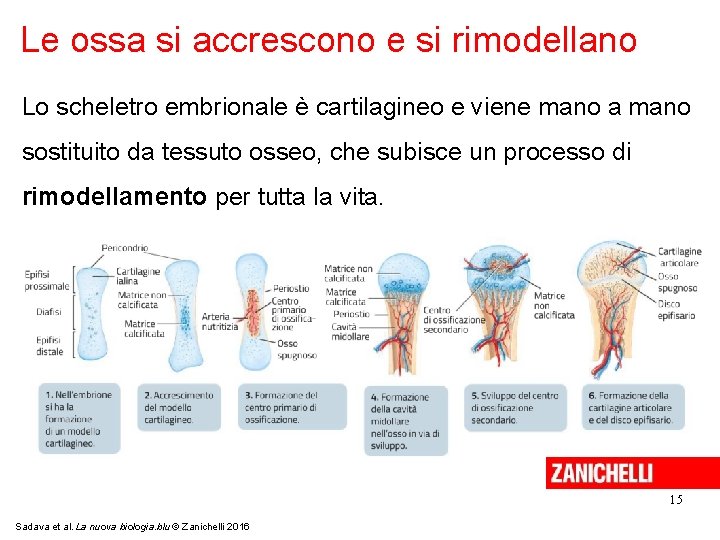 Le ossa si accrescono e si rimodellano Lo scheletro embrionale è cartilagineo e viene