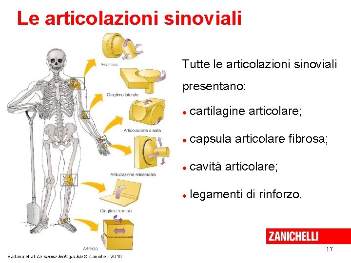 Le articolazioni sinoviali Tutte le articolazioni sinoviali presentano: cartilagine articolare; capsula articolare fibrosa; cavità