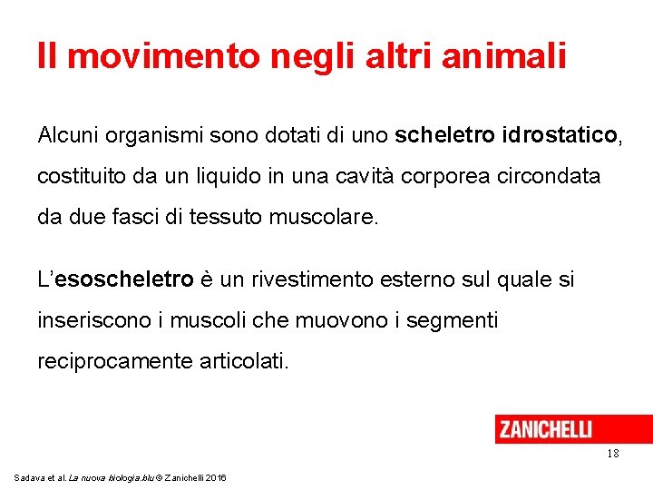 Il movimento negli altri animali Alcuni organismi sono dotati di uno scheletro idrostatico, costituito